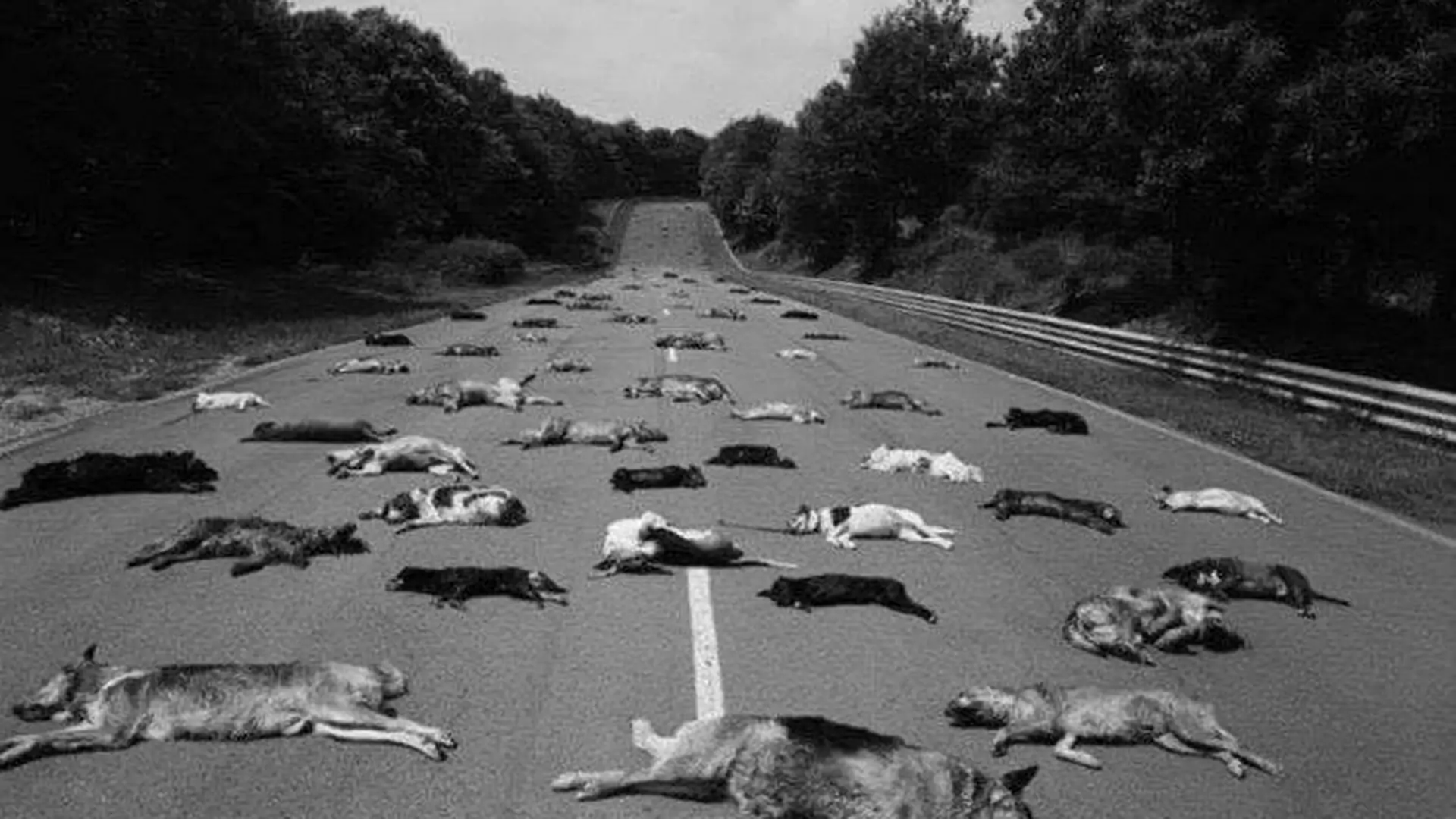 140 martwych psów na autostradzie, porzuconych w wakacje - stare zdjęcie dziś niemal znów aktualne