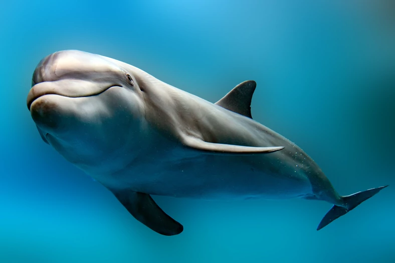 Psotny delfin