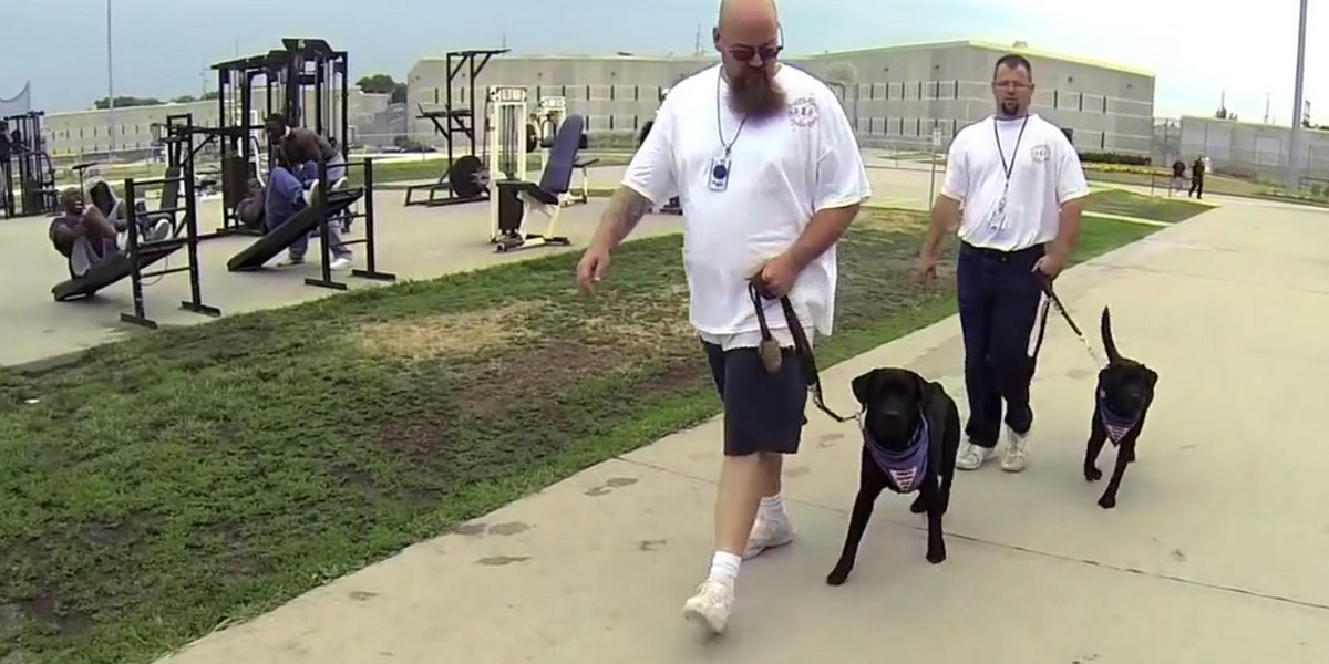 Więźniowie tresują psy dla niewidomych