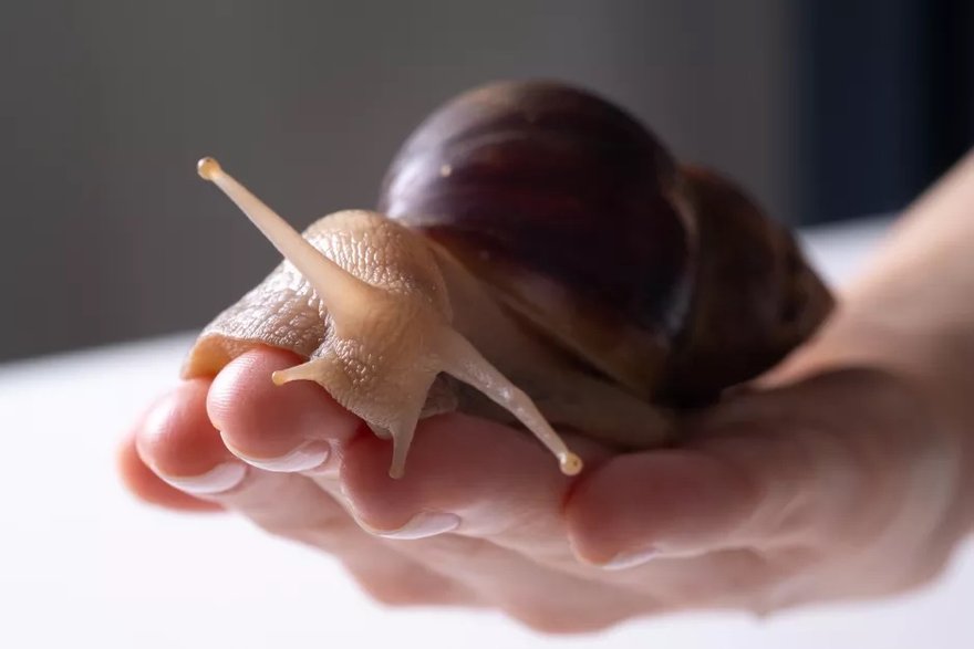 Achatina / fot. Getty Images