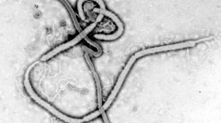 Tehetetlenek az ebola ellen