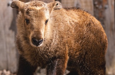 Takiny złote czują się u nas jak w Himalajach!