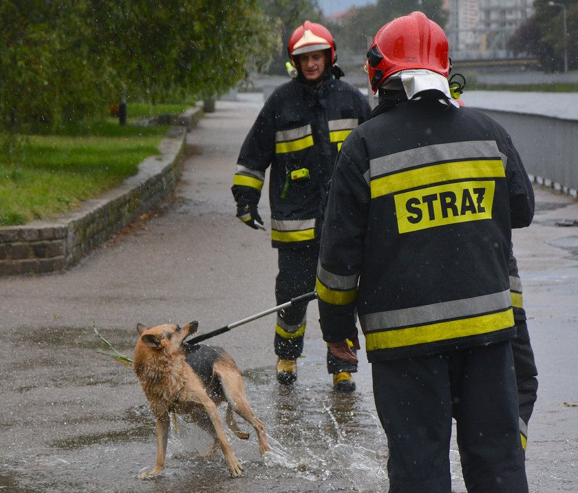 Strażacy ratują psa