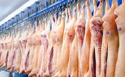 Nadchodzą lepsze czasy dla producentów wieprzowiny