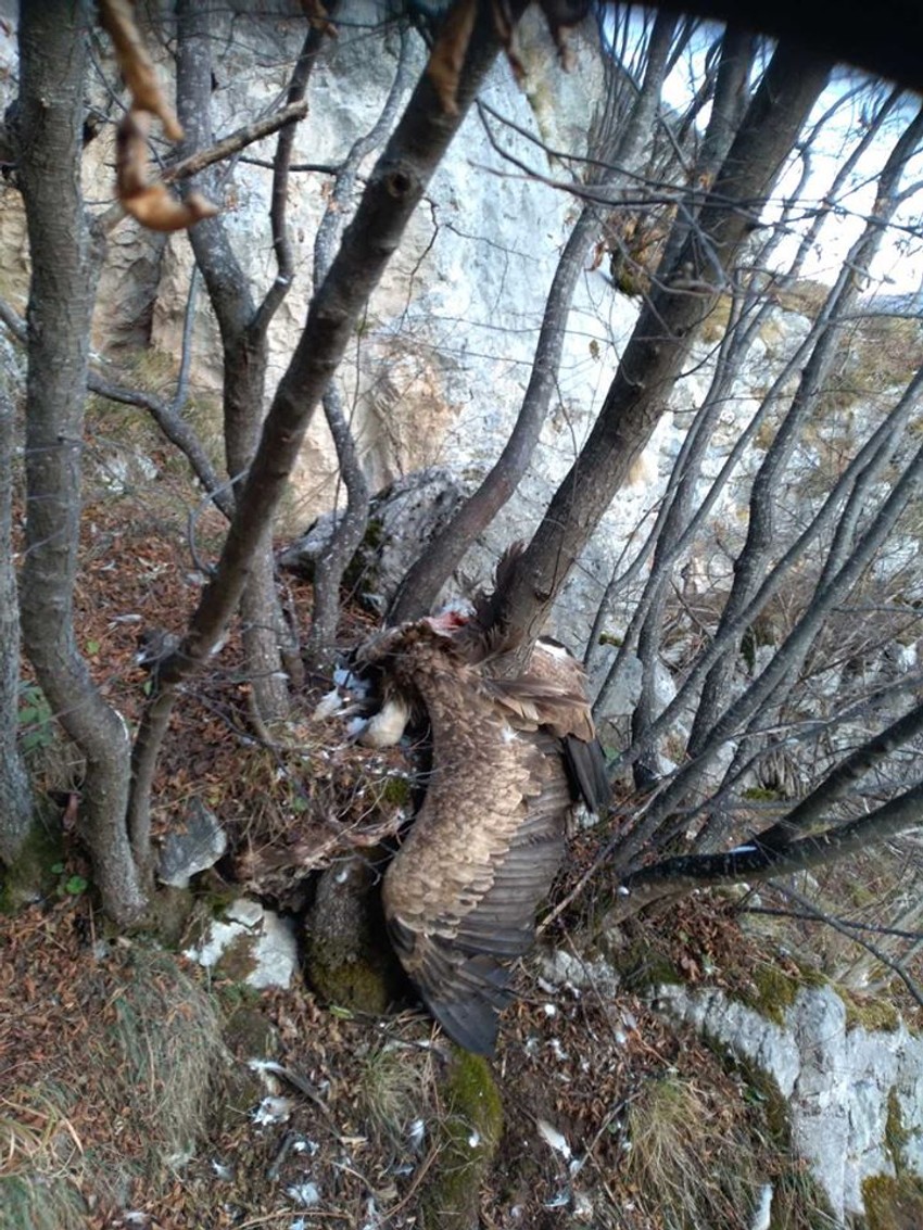 Dobrila pronađena iznad gnezda gde se izlegla