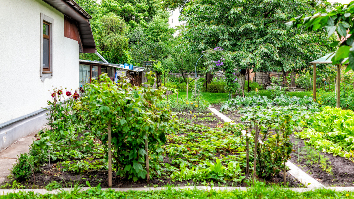 Czego nie wolno na ogródkach działkowych? Uważaj na "zemstę sąsiada"