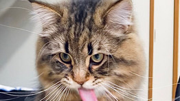 Ilyen mimikát még nem láttál macskától: újabb cica hódít az Instagramon