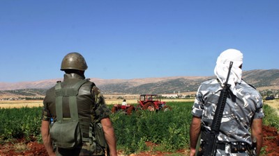 Cannabis plants in Lebanon