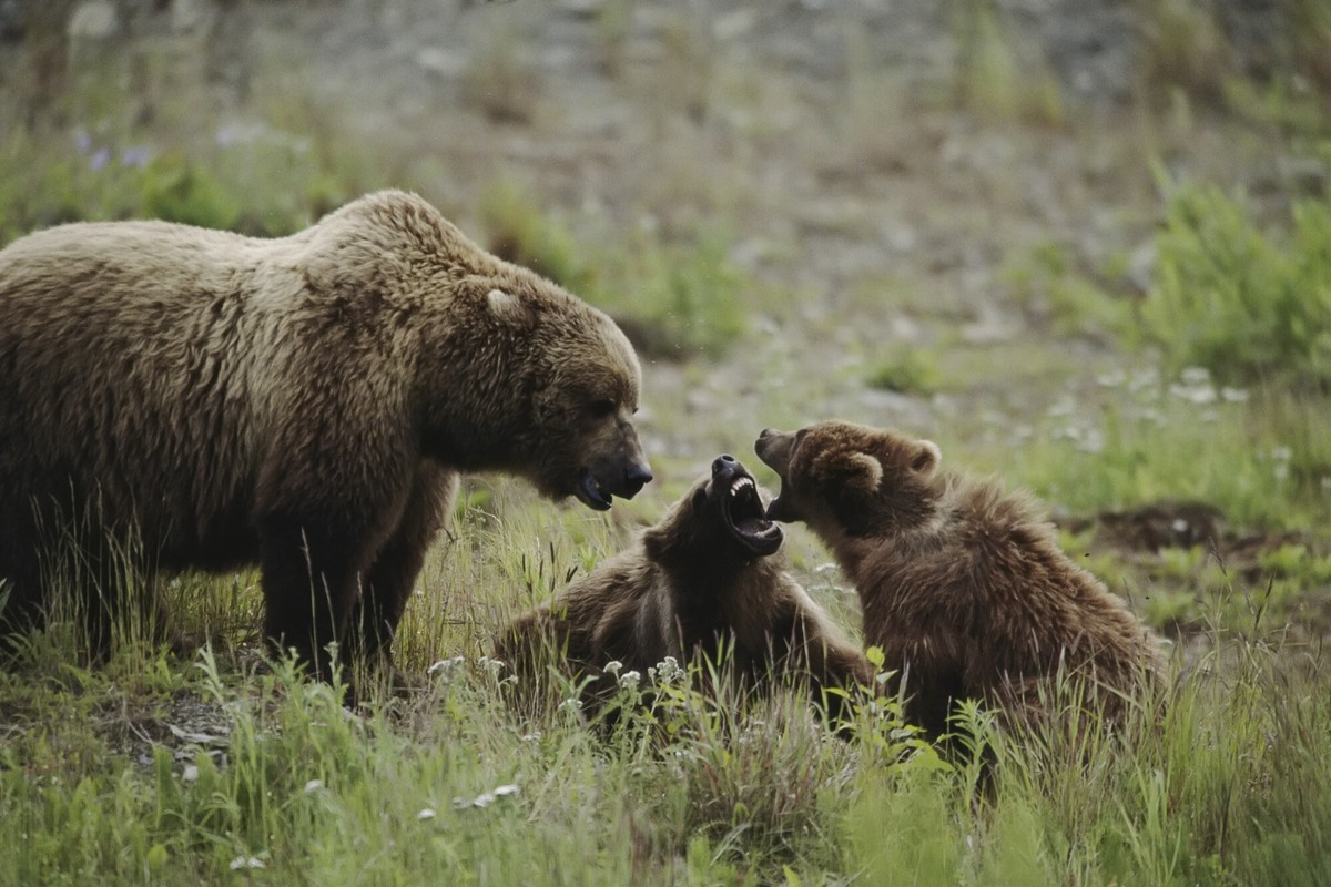 W tym kraju armia będzie walczyć z niedźwiedziami