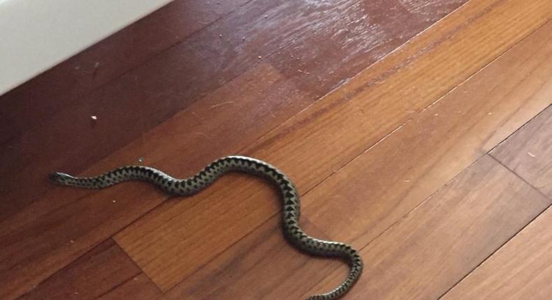Un serpent dans une maison/Marie S