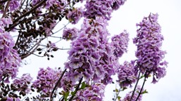 rośnie błyskawicznie, kwitnie obłędnie. to drzewo doskonale zastępuje