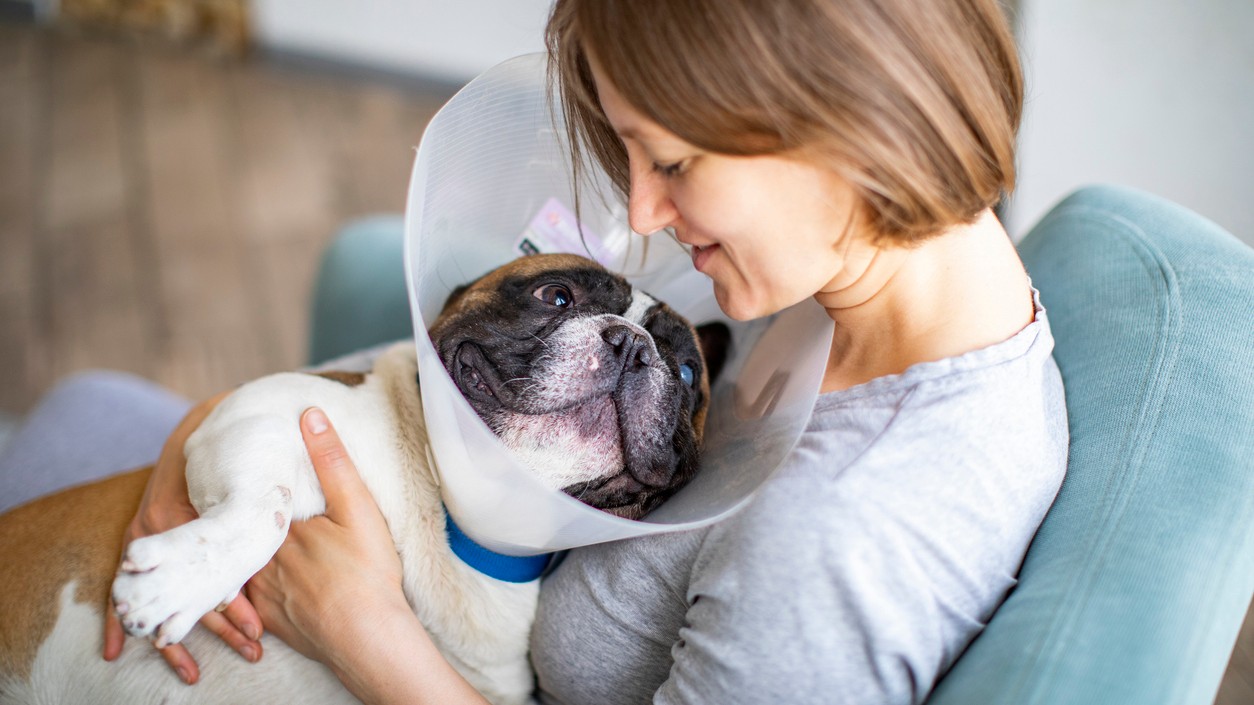 Ktoré plemená najčastejšie končia u veterinára?