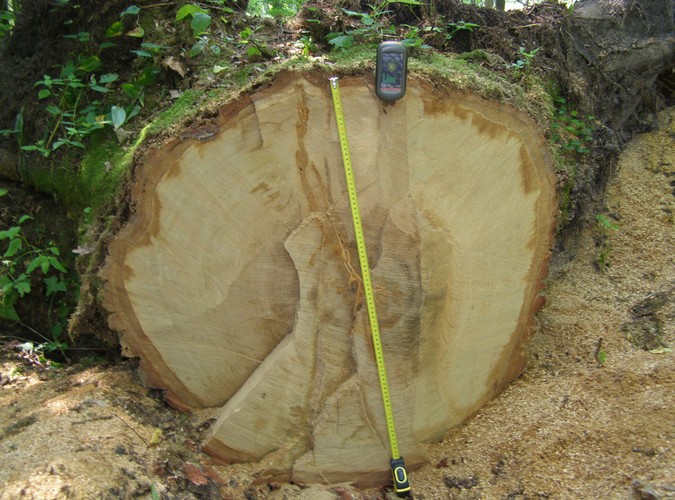 W niechronionej części Puszczy Białowieskiej wycina się rocznie ponad 100 tys. drzew © www.tydecydujesz.org