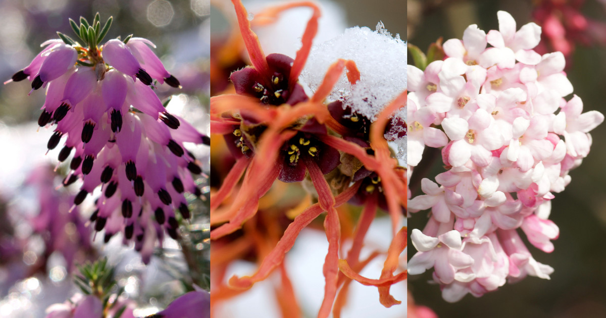 Rośliny ogrodowe kwitnące... zimą - siedem najbardziej efektownych - Dom