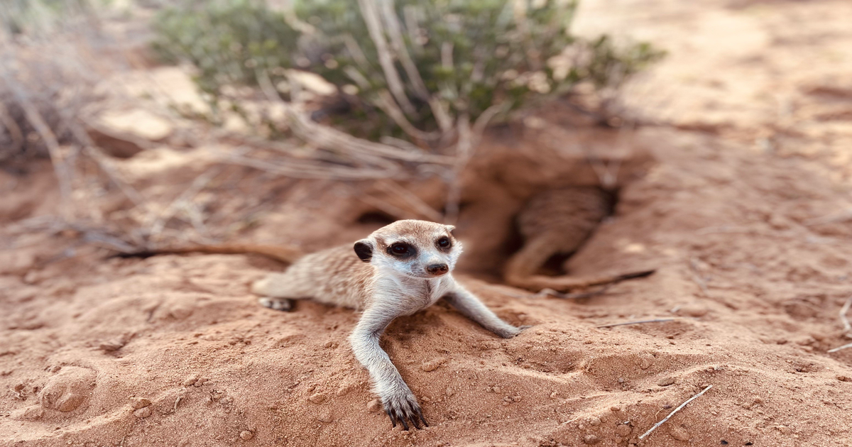 Los-humanos-s-ptimos-en-monogamia-entre-suricatas-y-castores