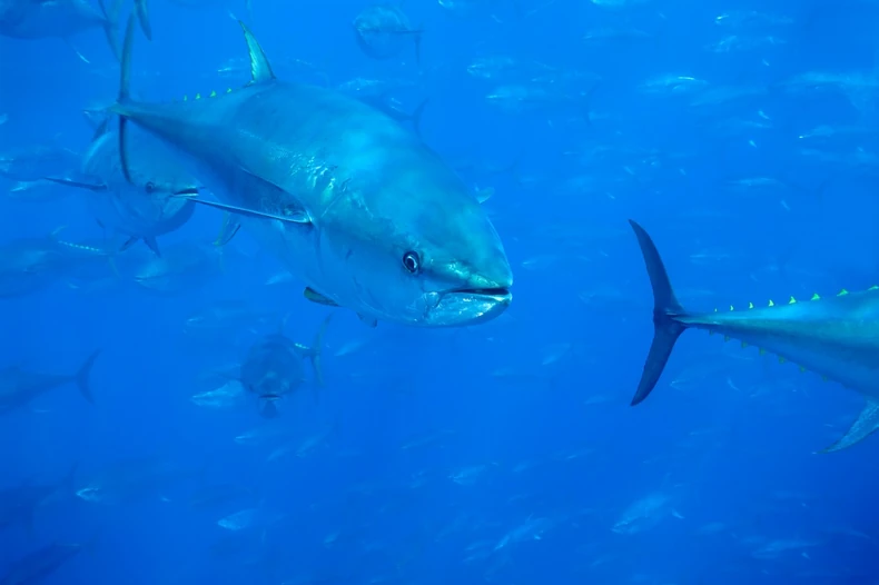 Tuna
