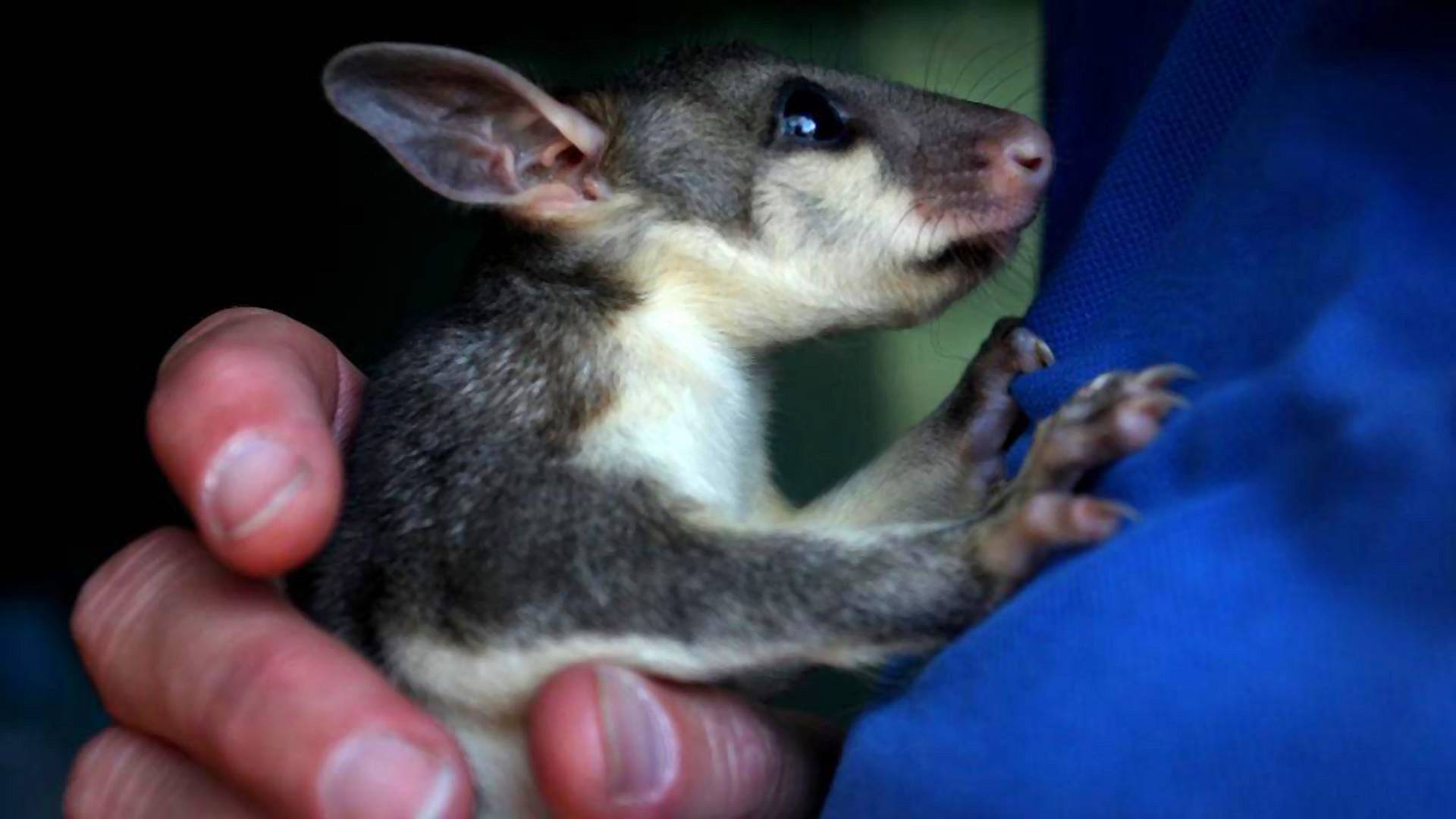 Több veszélyeztetett állatfaj is kihalhatott az ausztrál tüzekben