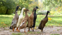 Polują na ślimaki przez cały dzień. Wpuść je do ogrodu koniecznie