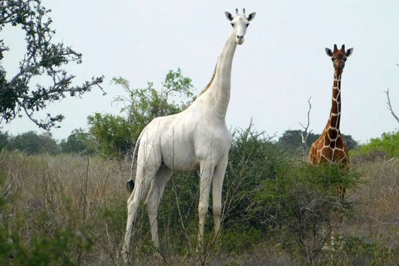 Kłusownicy zabili niezwykle rzadkie białe żyrafy