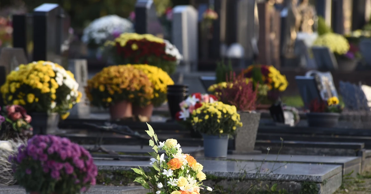 Ceny kwiatów na cmentarz przed 1 listopada 2025 roku. Ile kosztują żywe, a ile sztuczne kwiaty na cmentarz przed Wszystkimi Świętymi? Ceny wyższe niż w latach poprzednich...