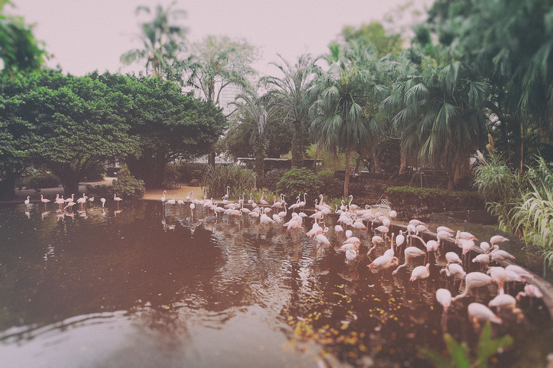 Hong Kong, Kowloon Park