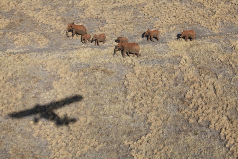 Elephants with Aerial Surveillance plane overhead