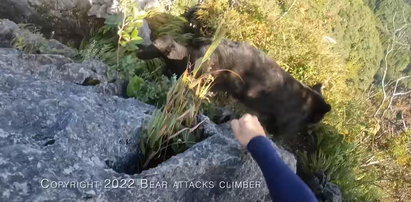 Rozwścieczony niedźwiedź zaatakował wspinacza. Przerażające nagranie
