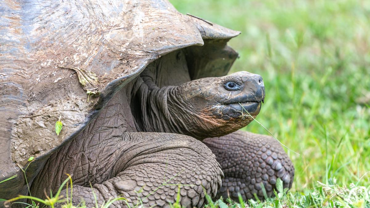 Galapagos słyną z żółwi słoniowych. Spotkany przeze mnie w rezerwacie El Chato samiec miał ponad 100 lat