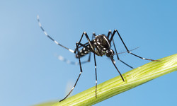 Groźny komar tygrysi - występowanie, wygląd, przenoszone choroby, ochrona przed komarami