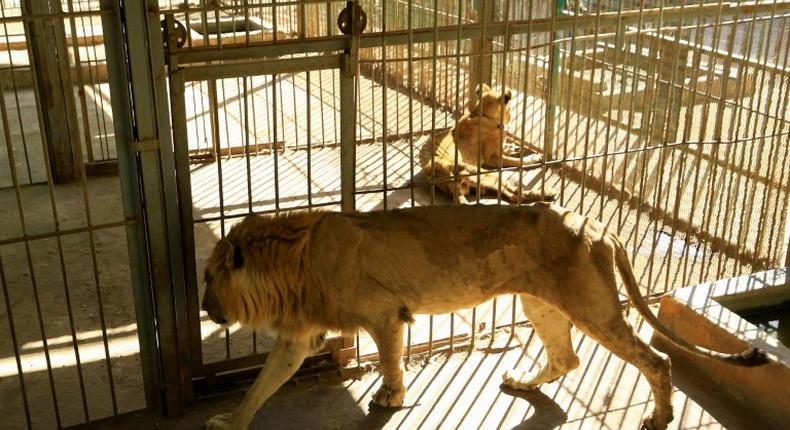 Malnourished lion and lioness rest in their cages after receiving  treatment at Al-Qurashi Family Park in the Sudanese capital Khartoum