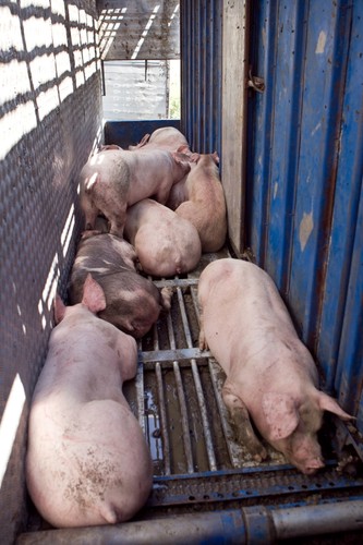 Tir przewożący ok. 200 świń wpadł do rowu na drodze wojewódzkiej nr 364 (Legnica-Złotoryja)