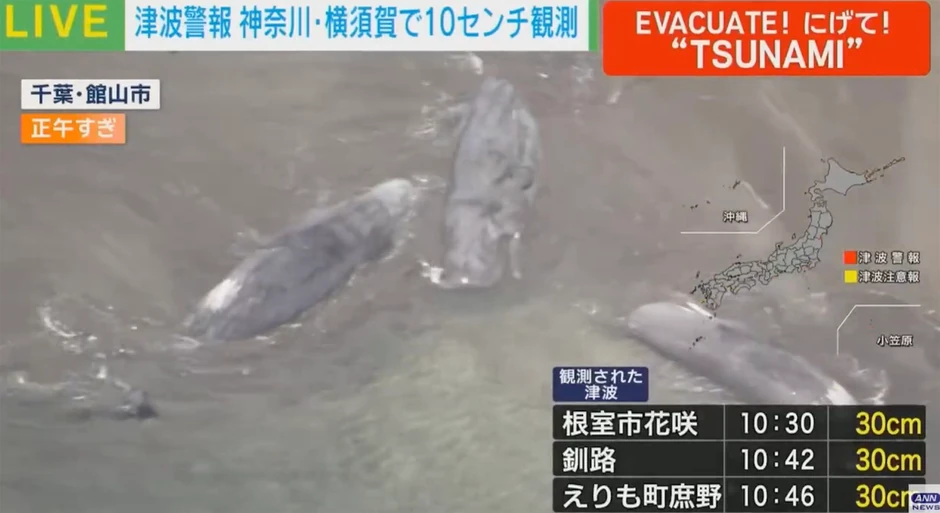 Kitovi isplivali na obalu Japana posle zemljotresa u Rusiji