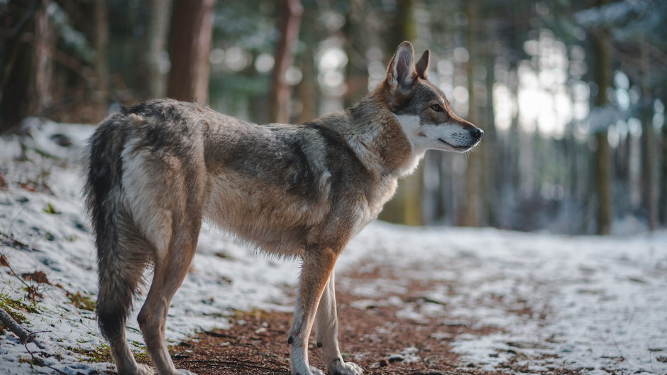 Wilk jest ściśle chronionym gatunkiem w Polsce, a mimo to ginie we wnykach i od postrzałów