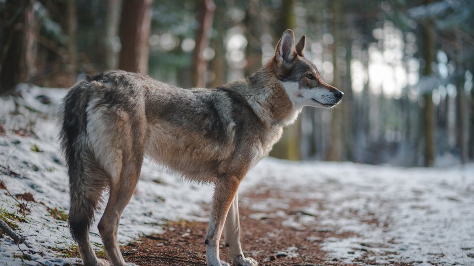 Wilk jest ściśle chronionym gatunkiem w Polsce, a mimo to ginie we wnykach i od postrzałów