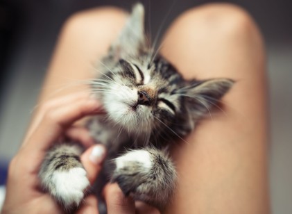 Bebizonyították, hogy igenis csökkentik a macskák a stresszt és javítják a közérzetet című cikk nyitóképe