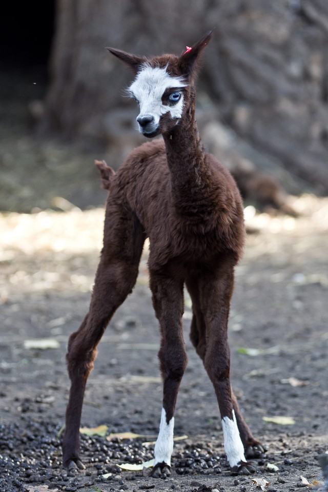 We wrocławkim zoo urodziły się alpaki