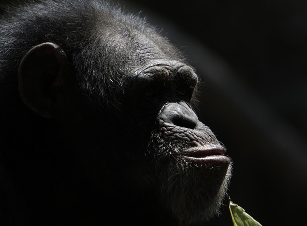 Groźny szympans grasuje po Bielawie. Trwa obława