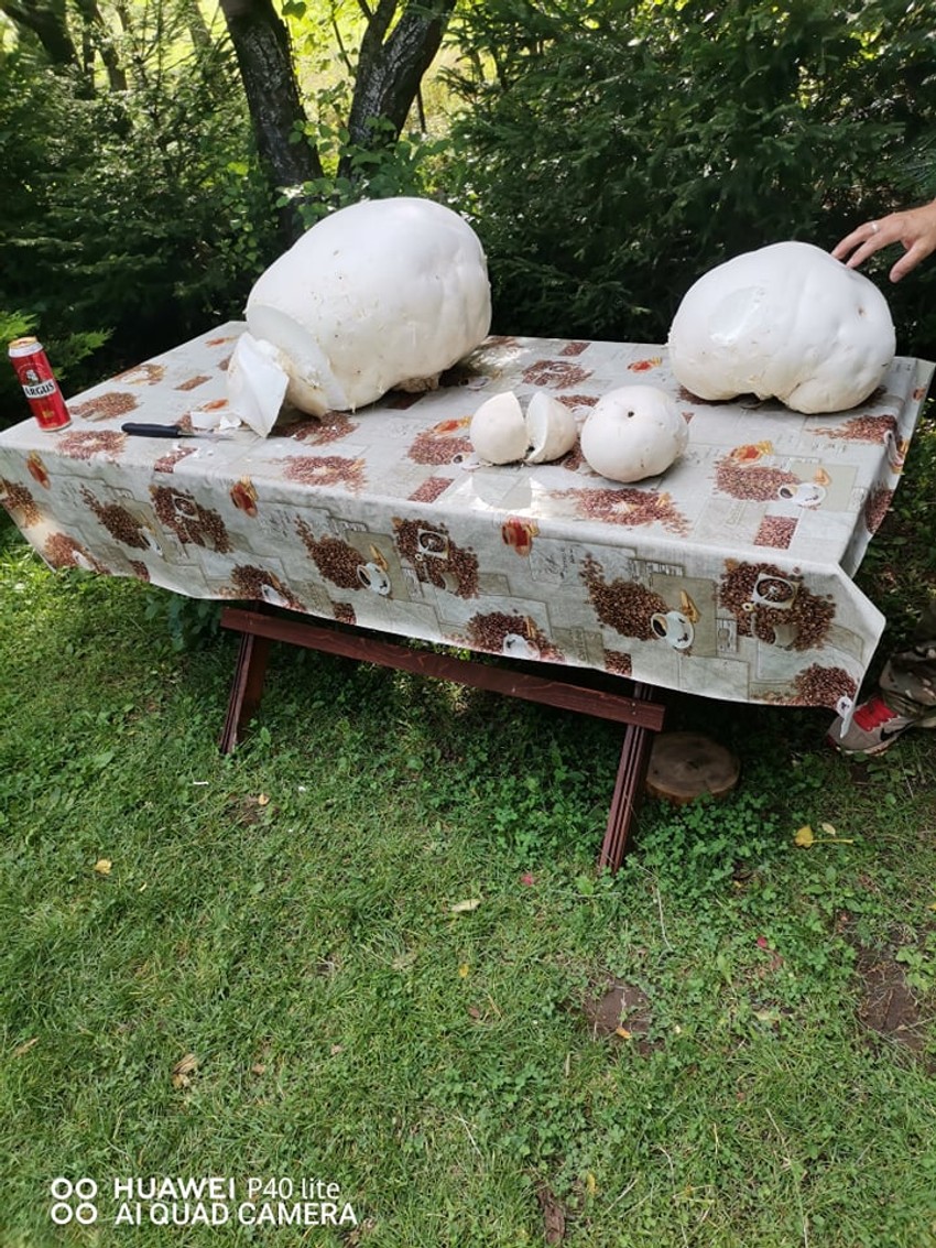 Bogat dar prirode sa Stare planine