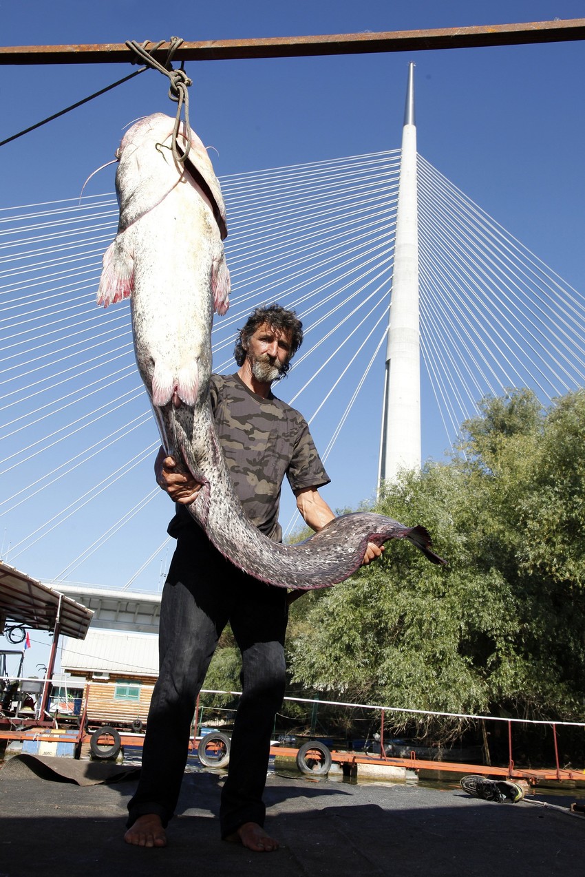 Za poslednjih četrdesetak godina na Savi nije uhvaćen som veći do 130 kilograma