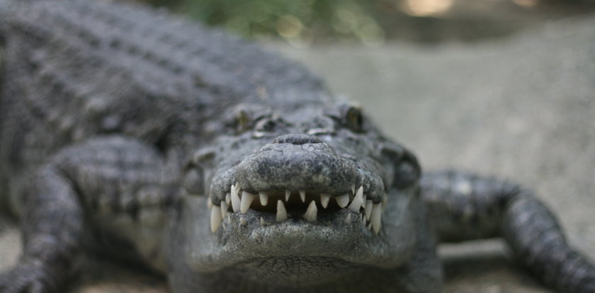 Krokodyl zjadł turystę na oczach rodziny!