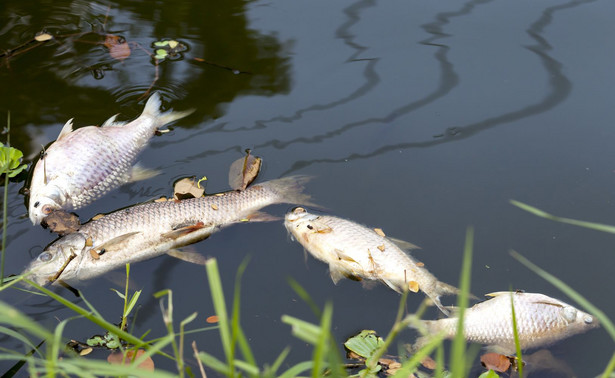Martwe ryby w dopływie Wisły. WIOŚ bada rzekę i szuka źródła zanieczyszczenia