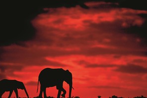 Silhouettes of Africa