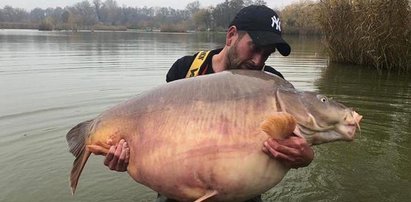 To największy karp na świecie! Waży prawie tyle co człowiek