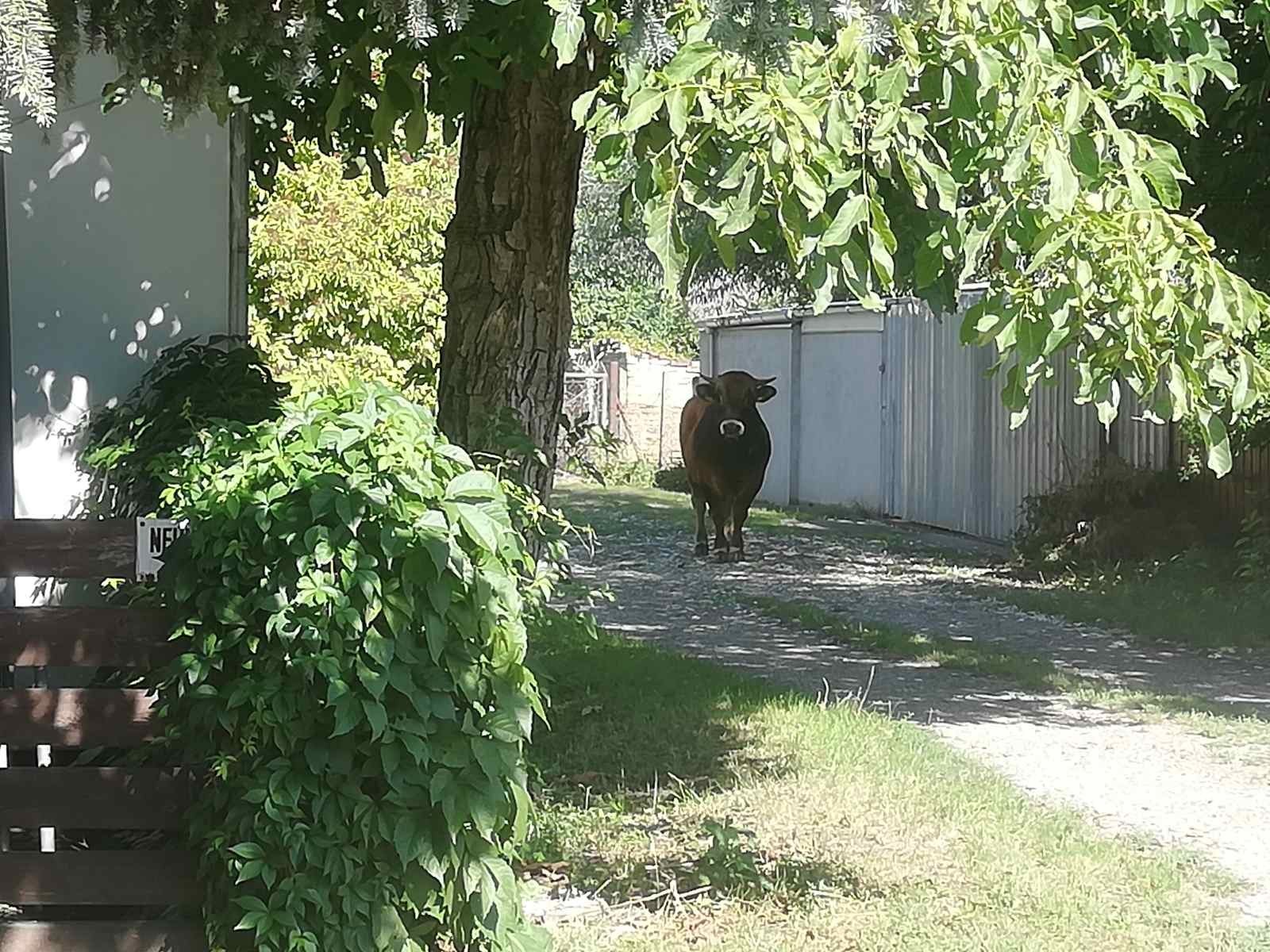 Polícia hodiny prenasledovala býka, ktorý voľne pobehoval v centre mesta. 