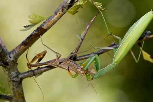 Modliszka zwyczajna (Mantis religiosa)