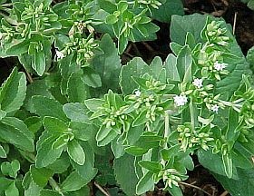 jazminpakoca-stevia-d00001310860df2045939