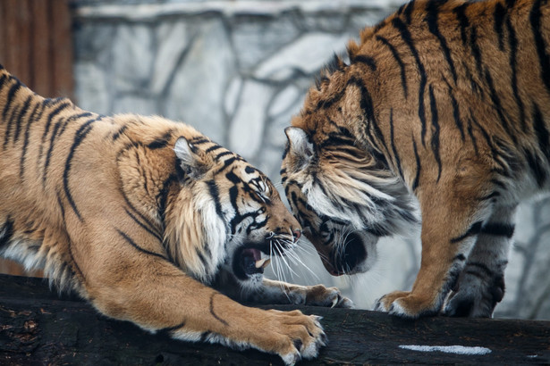 Tragedia we wrocławskim zoo. Tygrys zabił pracownika ogrodu