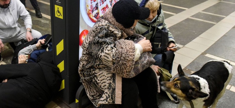 Ciche ofiary wojny. Jak pomóc zwierzętom z Ukrainy?