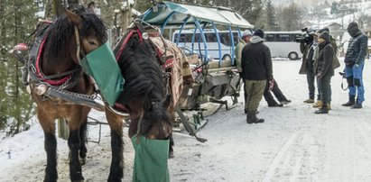 Konie górali dostaną karty pracy