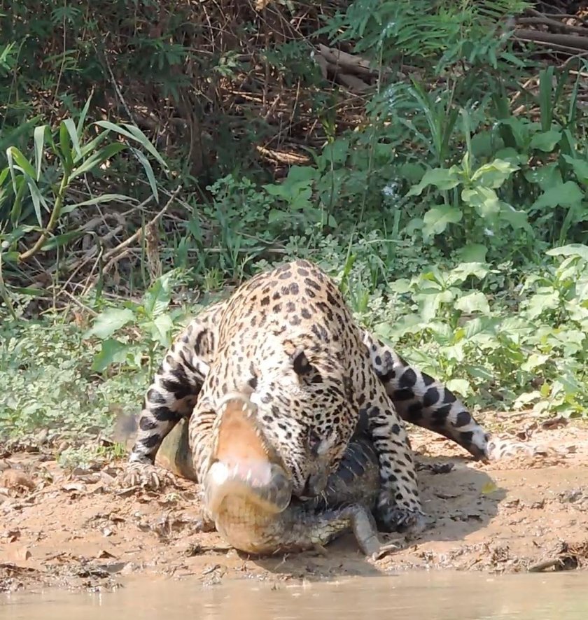 Jaguar upolował krokodyla